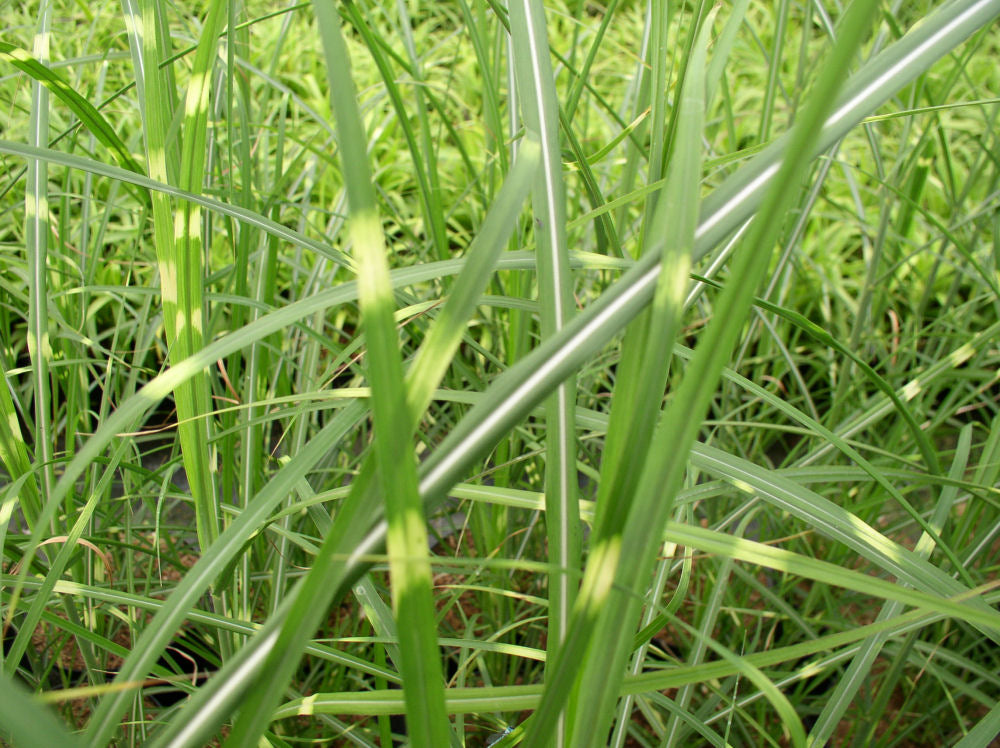 Zebra Grass (GRASS - M. S. ZEBRINUS) - 3 gallon