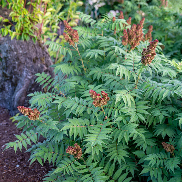 Cherry On Top® Sorbaria (Sorbaria 'Cherry On Top') - 2 gallon
