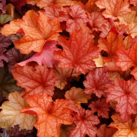 Paprika Coral Bells (HEUCHERA PAPRIKA) - 1 gallon