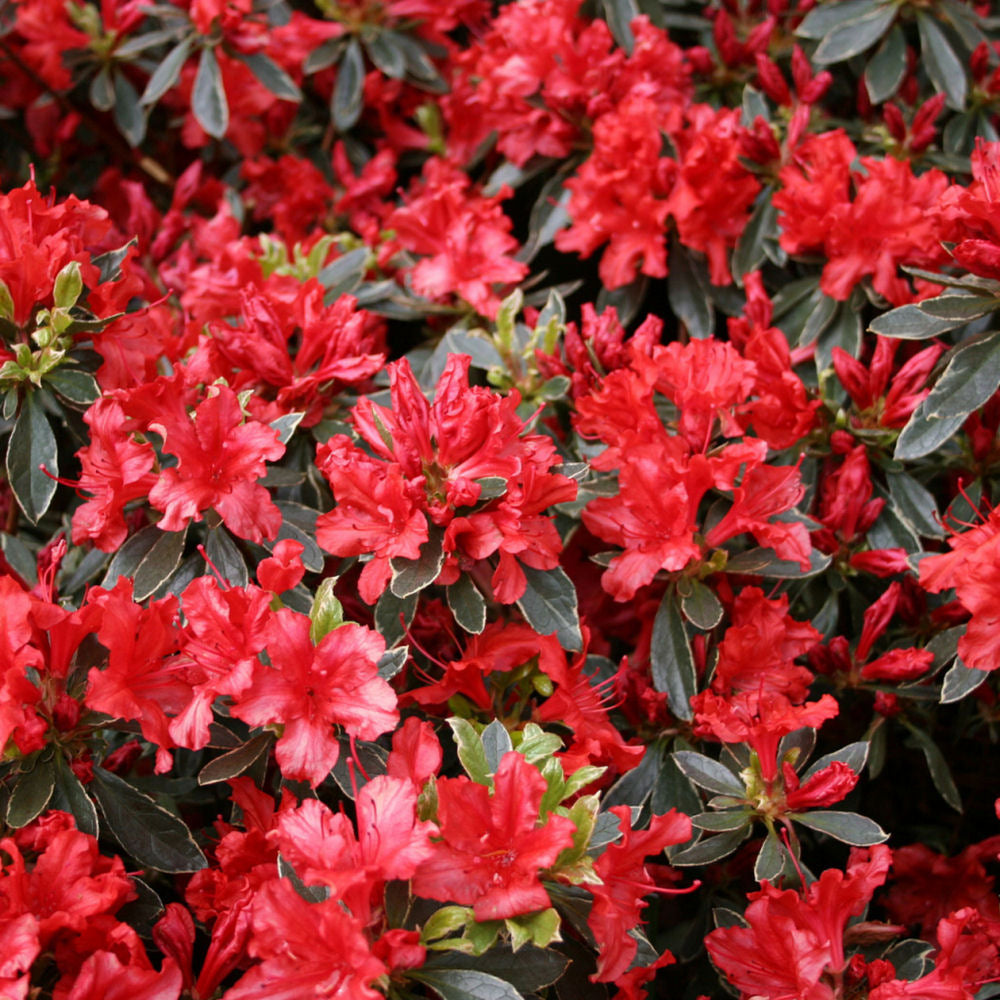 Hot Shot Azalea (AZALEA HOT SHOT) - 3 gallon 15"