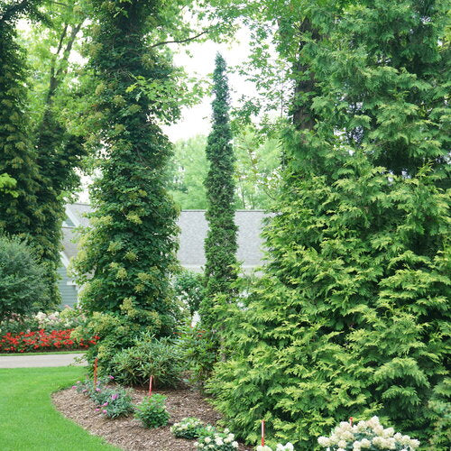 Sting® Arborvitae (Thuja occidentalis 'Sting') - 3 gallon