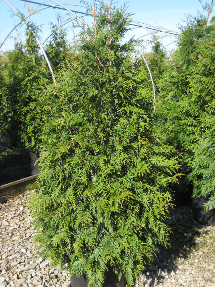 Green Giant Arborvitae (Thuja plicata 'Green Giant') - 3 gallon 36"