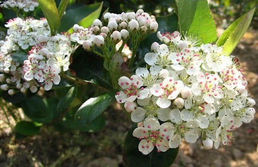 Viking Aronia / Black Chokeberry (Aronia melanocarpa 'Viking') - 1 gallon