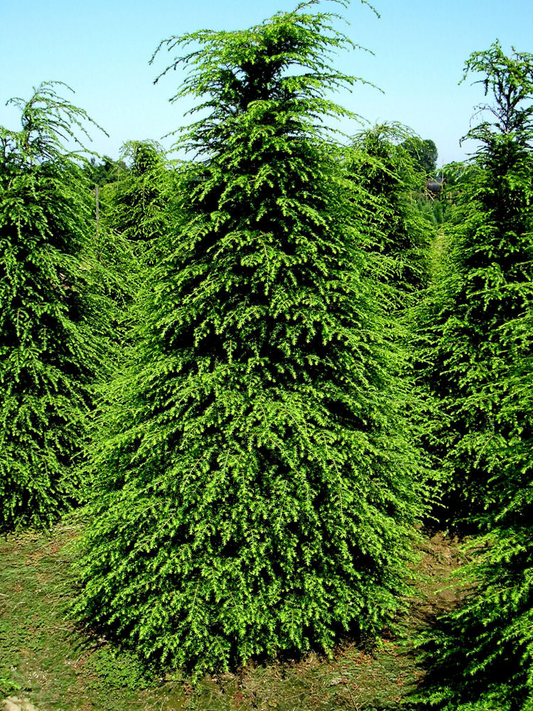 Canadian Hemlock (Tsuga canadensis) - 3 gallon