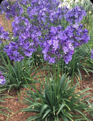 Poppin' Star Lily of the Nile (Agapanthus 'Poppin' Star') - 1 gallon