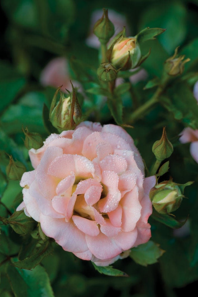 Peach Drift® Rose (Rosa 'Drift Meiggili') - 1 gallon