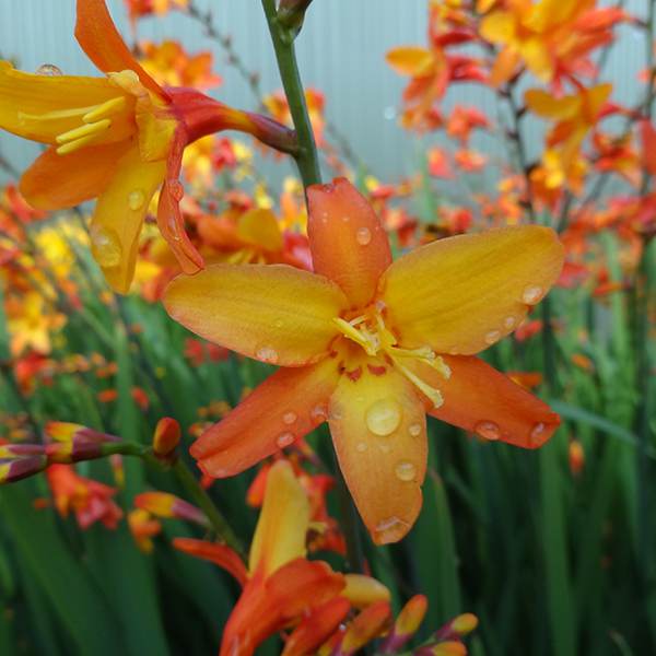 Orange Pekoe Montbretia (Crocosmia x 'Orange Pekoe') - 1 gallon