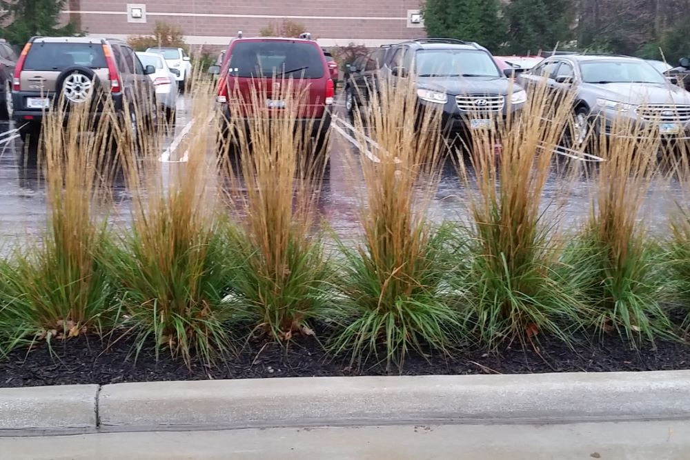 Karl Foerster Feather Reed Grass (Calamagrostis x acutiflora 'Karl Foerster') - 2 gallon