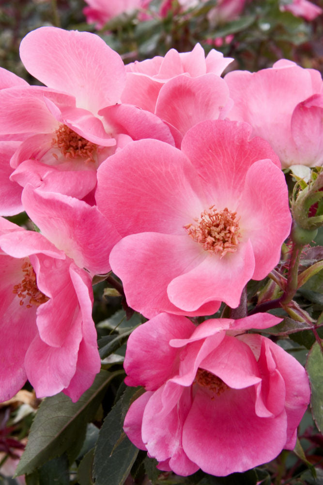 Pink Knock Out® Rose (Rosa K.O 'Radcon') - 2 gallon