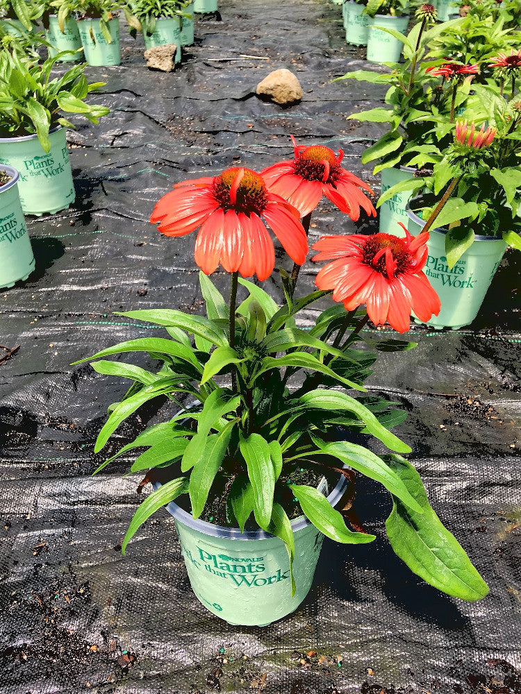 Kismet™ Intense Orange Coneflower (Echinacea purpurea 'Kims Knee High') - 3QT