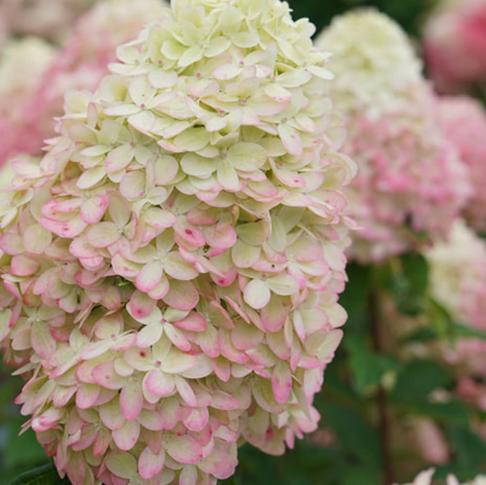 Limelight Prime® Panicle Hydrangea (Hydrangea 'P Limelight Prime') - 3 gallon 12" HEAD
