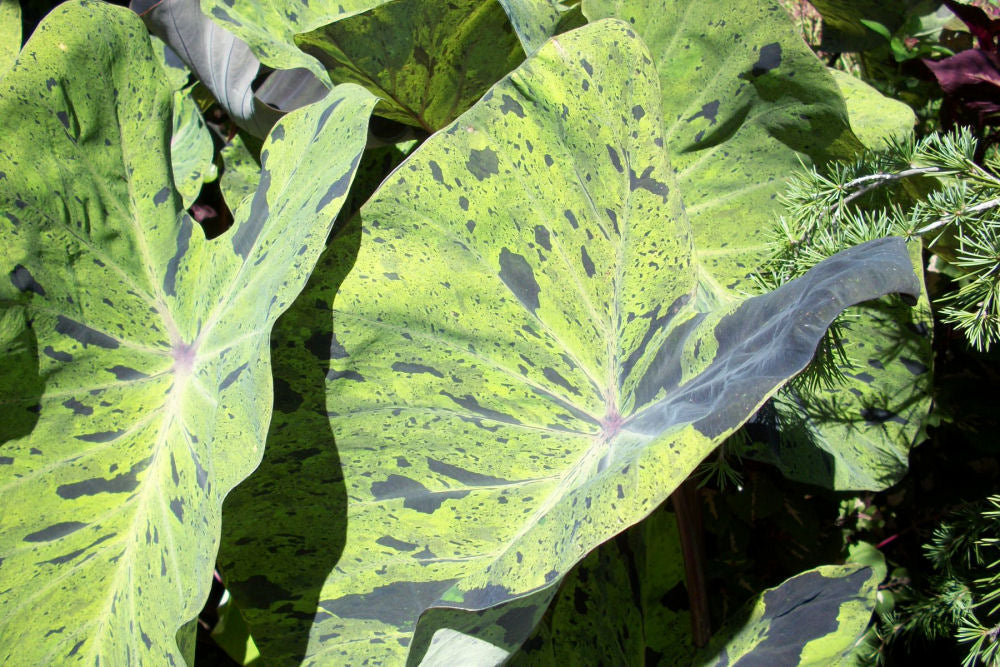 Mojito Colocasia (Colocasia esculenta 'Mojito') - 1 gallon