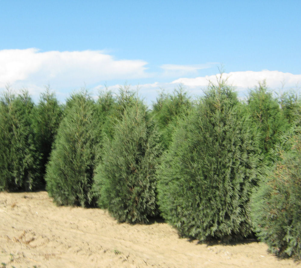 Techny Mission Arborvitae (Thuja occidentalis 'Techny Mission') - 2 gallon 15-18"