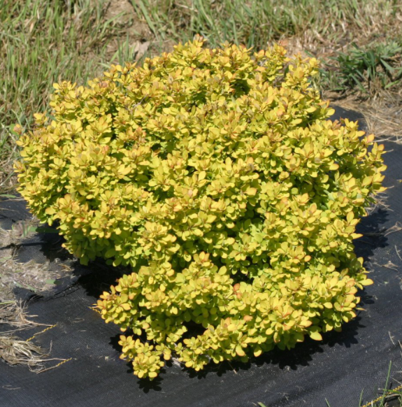 Sunjoy® Mini Saffron Barberry (Berberis thunbergii 'Sunjoy Mini Saffron') - 1 gallon