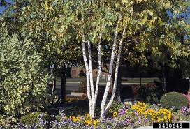 Whitespire Birch (Betula platyphylla 'Whitespire') - 3 gallon