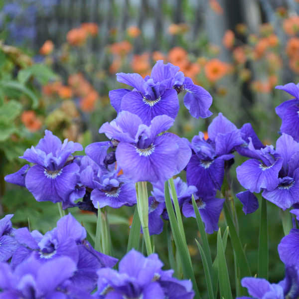 Ruffled Velvet Siberian Iris (IRIS SIBERICA RUFFLED VELVET) - 1 gallon