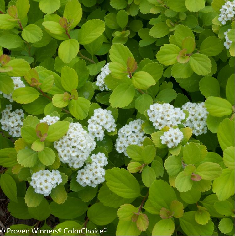 Glow Girl® Birchleaf Spirea (Spiraea BET 'Glow Girl') - 3 gallon 15"