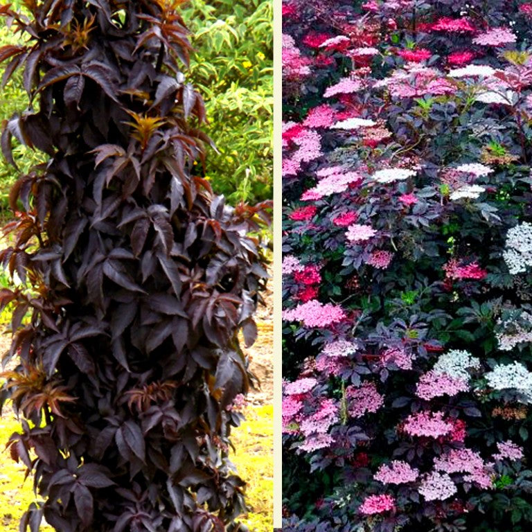 Black Tower Elderberry (Sambucus nigra 'Eiffel 1' BLACK TOWER) - 1 gallon