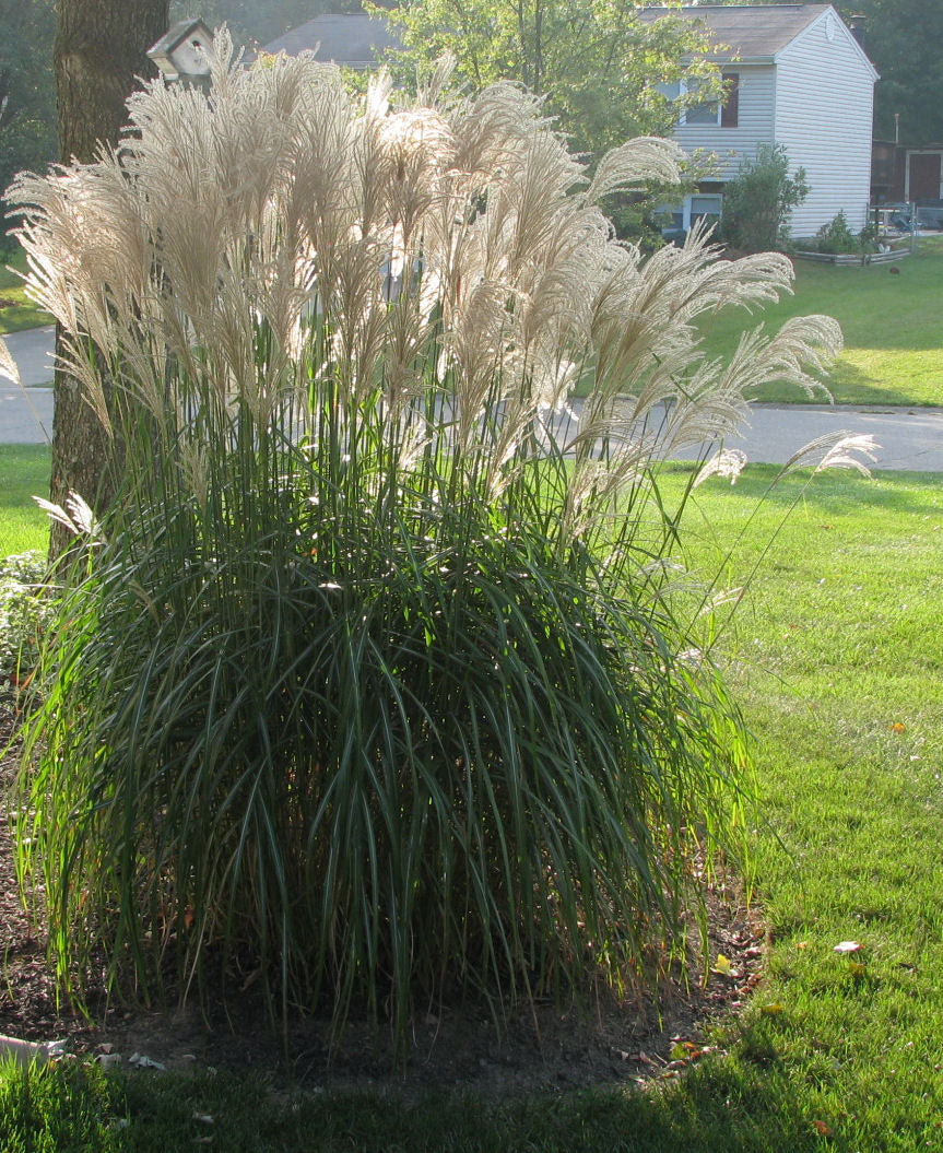 Gracillimus Maiden Grass (Miscanthus sinensis 'Gracillimus') - 2 gallon