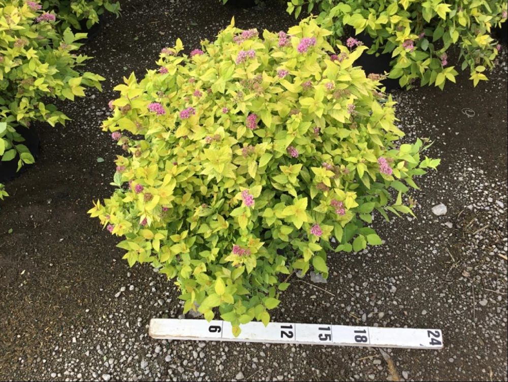 Goldmound Spirea (Spiraea japonica 'Goldmound') - 3 gallon 15"