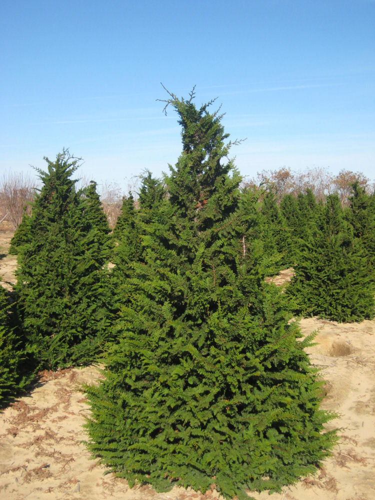Fernspray False Cypress (Chamaecyparis obtusa 'Filicoides') - 3 gallon 30"