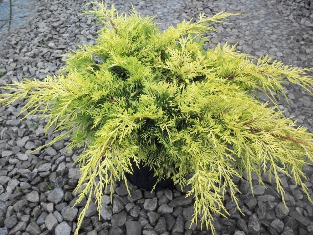 Gold Lace™ Juniper (Juniperus chinensis 'Gold Lace') - 3 gallon 12 to 15"