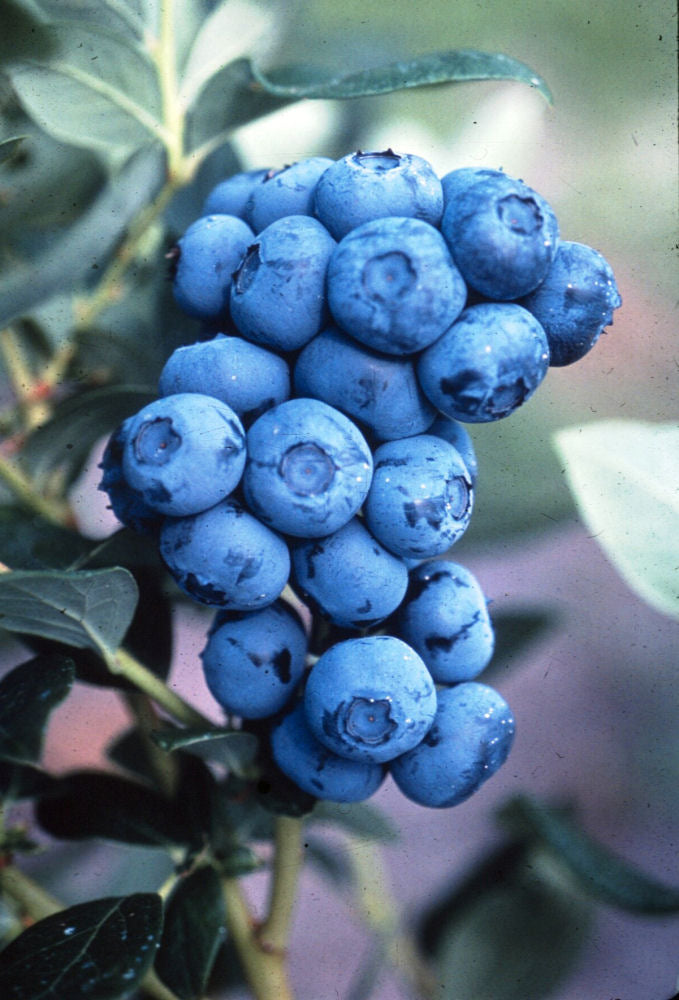 Duke Highbush Blueberry (VACCINIUM DUKE) - 3 gallon