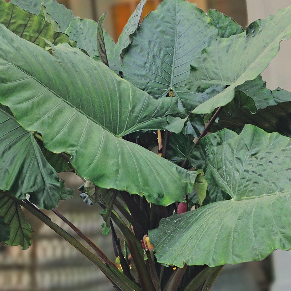 Sumo Elephant Ear (Alocasia 'Sumo') - 1 gallon