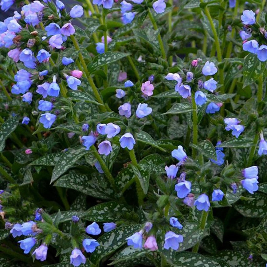 Twinkle Toes Lungwort (Pulmonaria twinkle 'Toes') - 1 gallon