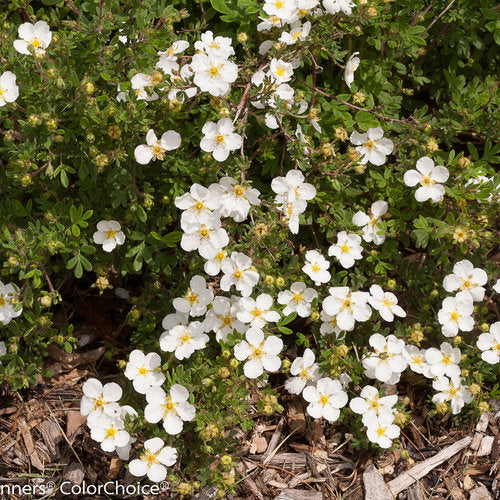 Happy Face® White Cinquefoil (Potentilla 'Happy Face White') - 2 gallon 12"