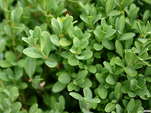 Green Gem Boxwood (Buxus microphylla 'Green Gem') - 1 gallon 8"