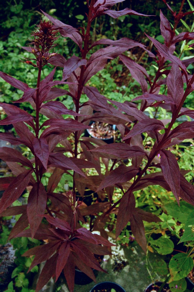 Black Truffle Cardinal Flower (Lobelia C 'Black Truffle') - 1 gallon