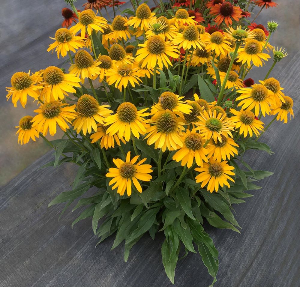 Kismet™ Yellow Coneflower (Echinacea kismet 'Yellow') - 3QT