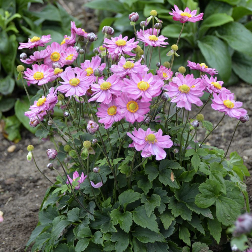 Curtain Call Pink Japanese Anemone (Anemone 'Curtain Call Pink') - 1 gallon