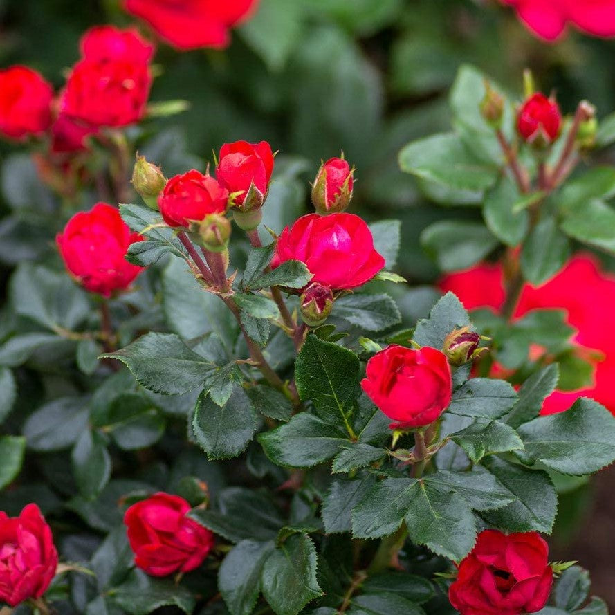 Petite Knock Out® Rose (Rosa K.O 'Petite') - 1.5 gallon