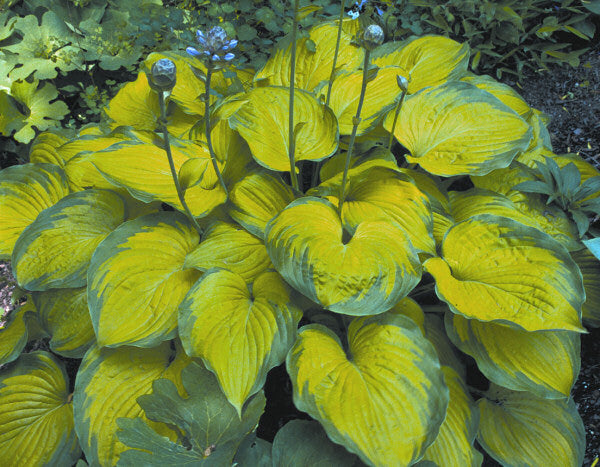 Old Glory Plantain Lily (Hosta 'Old Glory') - 1 gallon