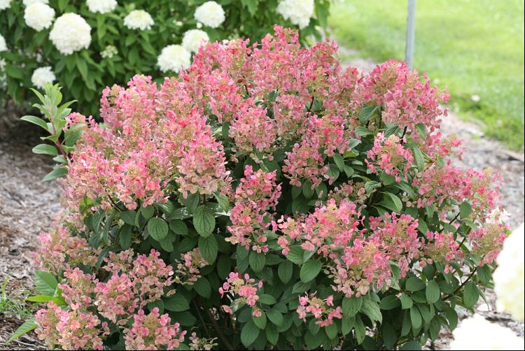 Little Quick Fire® Panicle Hydrangea (Hydrangea pan ‘Little Quick Fire') - 1 gallon