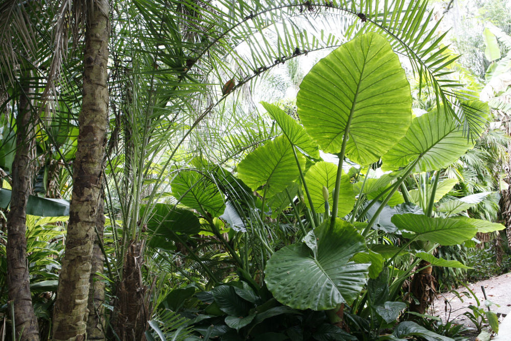 Persian Palm (Alocasia calidora) - 1 gallon