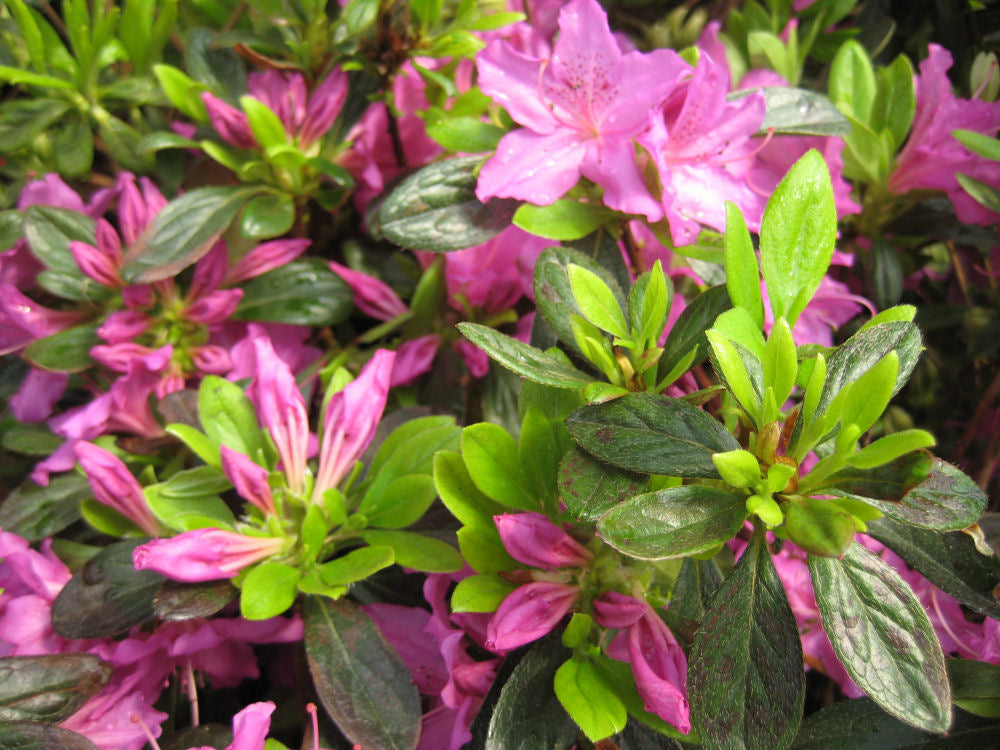 Herbert Azalea (Azalea x 'Herbert') - 1 gallon
