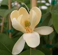 Moonglow® Sweetbay Magnolia (Magnolia 'V Moonglow') - 3 gallon 36"