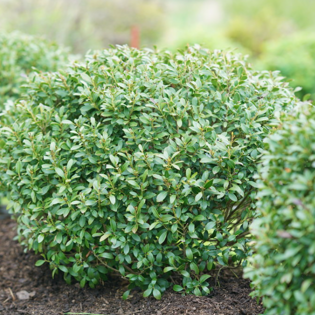 Strongbox® Inkberry holly
(Ilex glabra 'Strong Box') - 3 gallon 12-15"