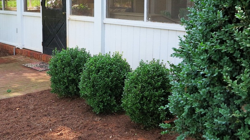 NewGen Freedom® Boxwood (Buxus newgen 'Freedom') - 1 gallon 8"