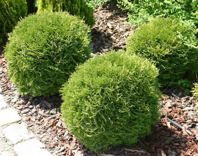 Danica Arborvitae (Thuja occidentalis 'Danica') - 3 gallon 12"