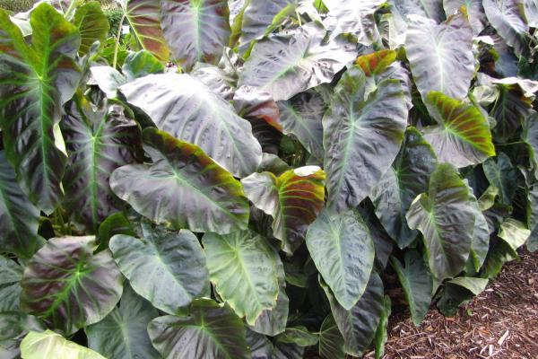 Aloha Elephant Ear (Colocasia aloha) - 1 gallon