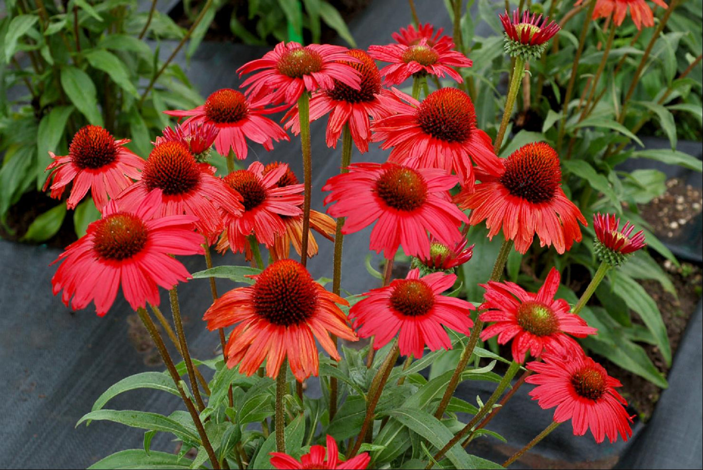 Kismet™ Red Coneflower (Echinacea kismet 'Red') - 3QT