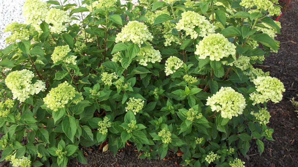 Little Lime® Panicle Hydrangea (Hydrangea paniculata 'Jane') - 2 gallon