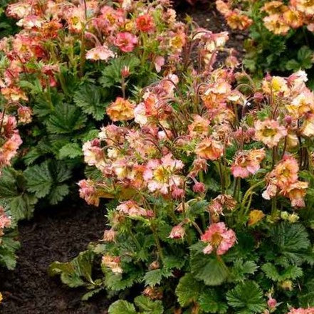 Geum Pretticoats™ Peach (Geum pretticoats 'Peach') - 1 gallon