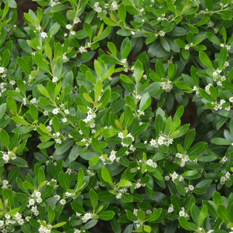 Compact Japanese Holly (Ilex crenata 'Compacta') - 3 gallon