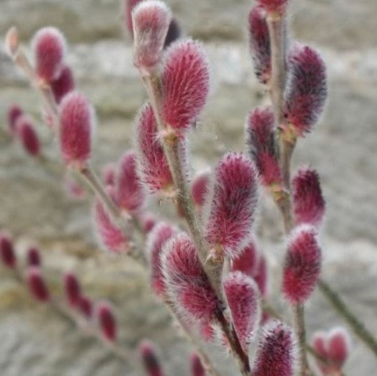 Mount Aso Pussy Willow
(Salix G 'Mount Aso') - 1 gallon