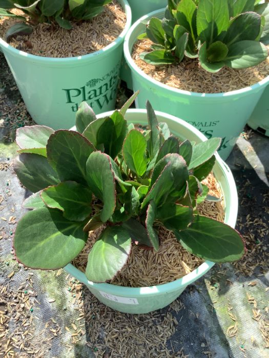 Bergenia Early Brilliance™ Magenta (Bergenia 'Early Brilliance Magenta') - 1 gallon